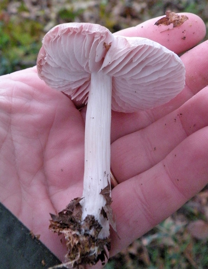 Nei boschi di Ulderico